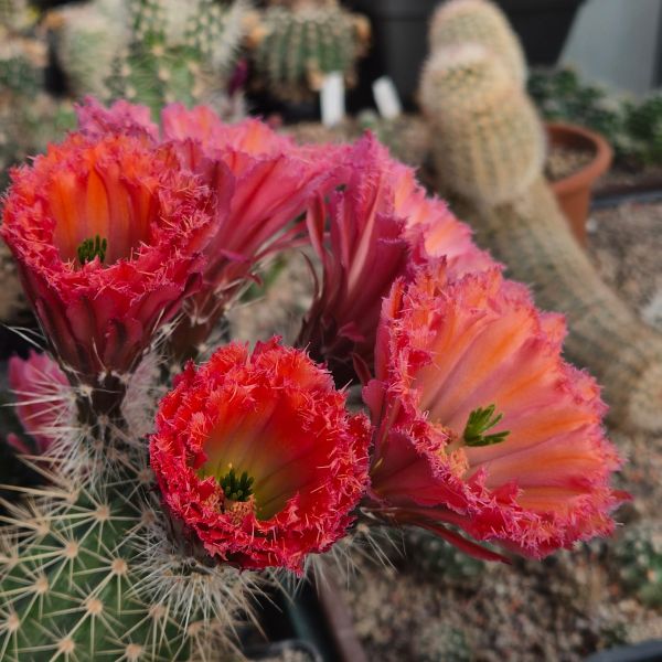 Echinocereus fabella (plomreichii) gerüschte Blüte